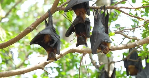 Fruit bats hanging upside down on a branch. Stock Footage 271661821