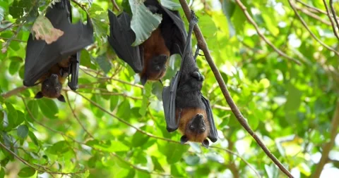 Fruit bats hanging upside down on a branch (Lyle's flying fox or Pteropus lylei) Video stock 272228513