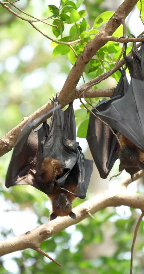 Fruit bats hanging upside down on a branch. Stock Footage 272431277