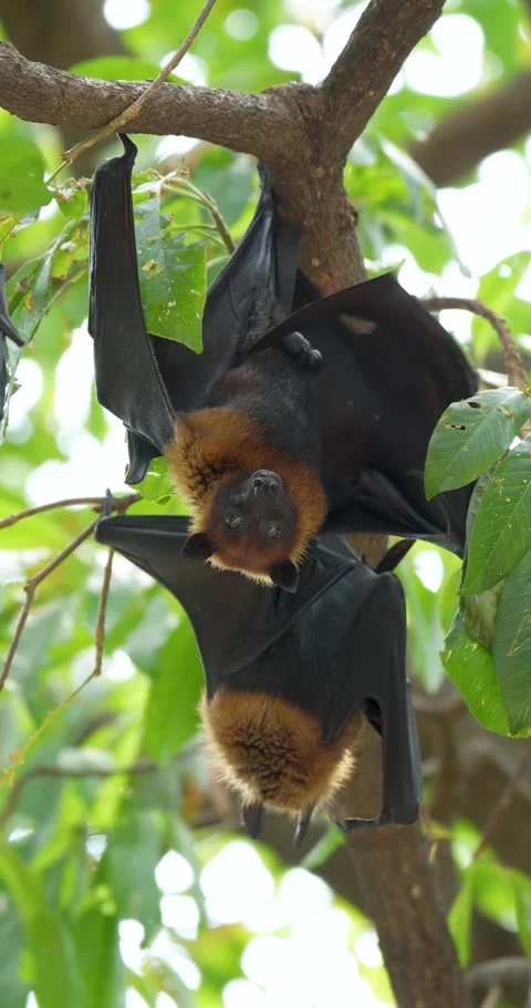 Fruit bats hanging upside down on a branch (Lyle's flying fox or Pteropus lylei) Stock Footage 272736047