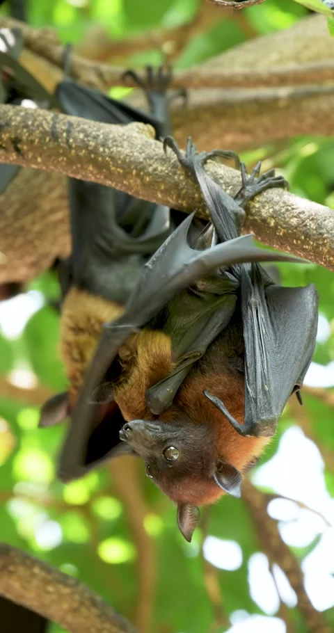 Fruit bats hanging upside down on a branch. Stock Footage 273168208