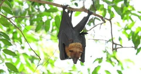 Fruit bats hanging upside down on a branch in Thailand. Stock Footage 273568308