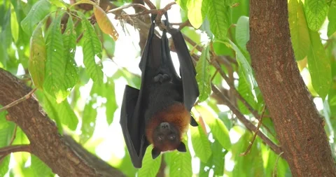 Fruit bats hanging upside down on a branch. Stock Footage 273719132