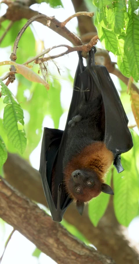 Fruit bats hanging upside down on a branch in Thailand. Stock Footage 273991874
