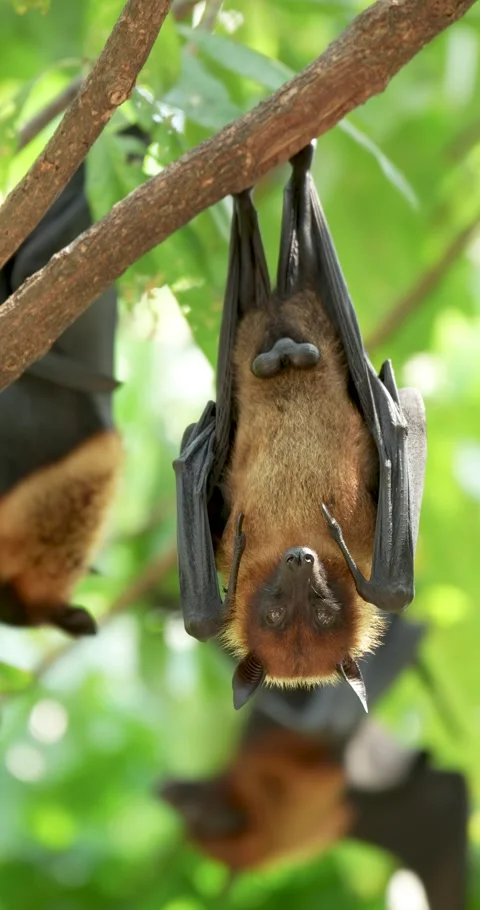 Fruit bats hanging upside down on a branch. Stock Footage 274534166