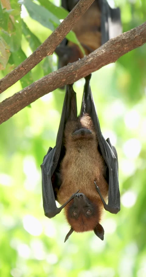 Fruit bats hanging upside down on a branch. Stock Footage 276413893