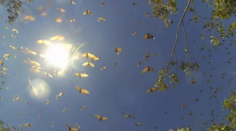 Fruit Bats in Mangroves 스톡 동영상 39016163