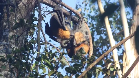 Fruit Bats mum and 3 young Stock Footage 320322206