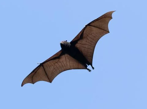 Fruit bats or flying fox in flight overhead against blue sky. Stock Photos