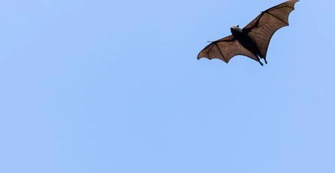 Fruit bats or flying fox in flight overhead against blue sky. Stock Photos