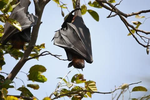 Fruit bats Stock Photos