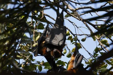 Fruit bats Stock Photos
