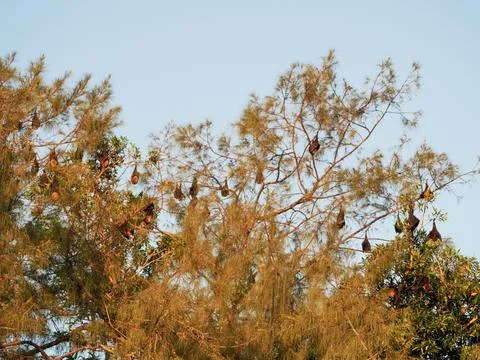 Fruit bats roosting in tree transmitting viruses Stock Photos