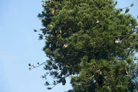 Fruit bats in trees Stock Photos