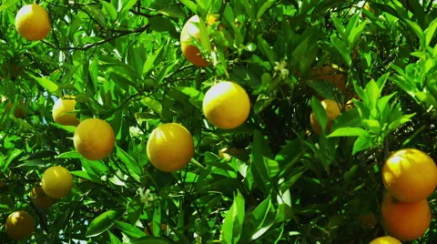 Fruit Bearing Orange Trees Video stock 61143626