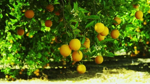 Fruit Bearing Orange Trees Video stock 61180923
