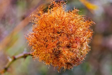Fruit of the beech Stock Photos