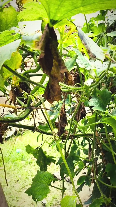 FRUIT BELIGO VEGETABLE Stock Footage 280739333