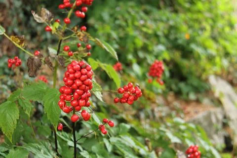 Fruit Berries. Фото