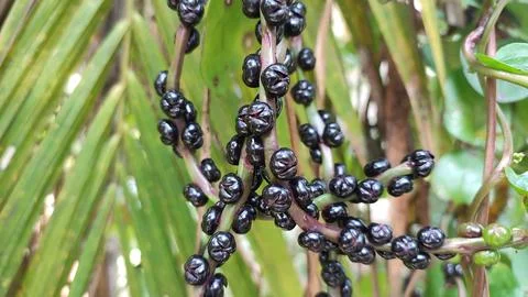 The fruit of binahong 写真素材