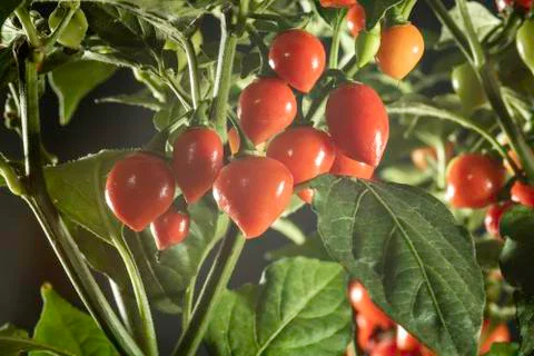Fruit of Biquinho Pepper on tree. This is a typical pepper from Brazil Stock Photos