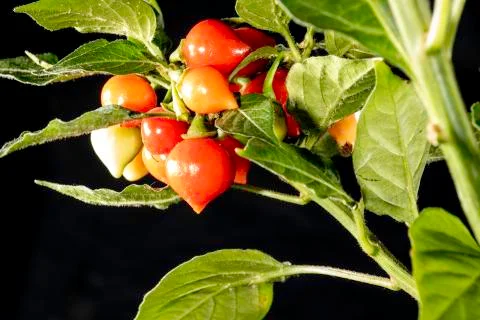 Fruit of Biquinho Pepper on tree. This is a typical pepper from Brazil Stock Photos