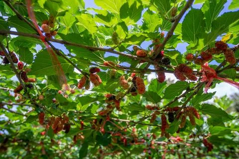 The fruit of black mulberry Stock-Fotos