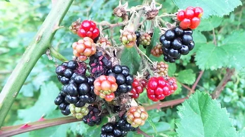 Fruit of blackberry 1 Stock Footage 50878979