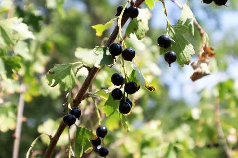 Fruit of The blackcurrant (Ribes nigrum) Stock Photos