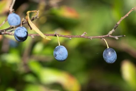 Fruit of the blackthorn Stock Photos