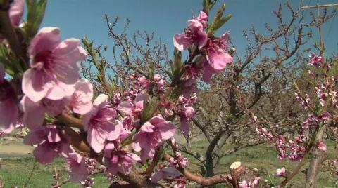 Fruit Blossoms Stock Footage 320009