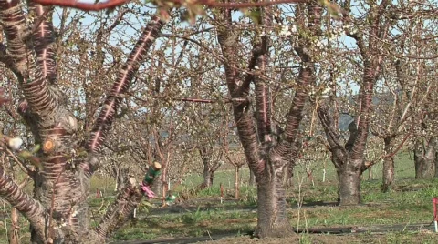 Fruit Blossoms Video stock 327953