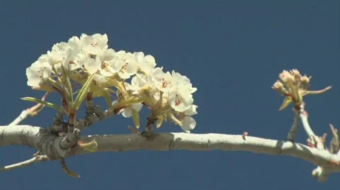 Fruit Blossoms Video stock 327983