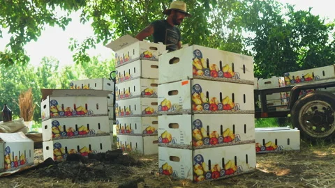 Fruit boxes stack. white Packing boxes pile up. Passing farmer. Crawler, Video stock 171310364