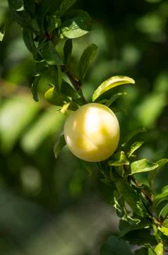 Fruit on the branch. Stock Photos