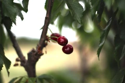 Fruit bunch with blurred background 스톡 사진