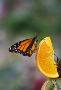 Fruit butterfly Stock Photos