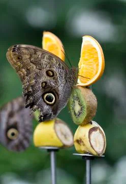 Fruit butterfly Stock-Fotos