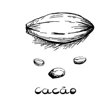 The fruit of the cacao tree and beans. Black and white image in the style of  Stock Illustration