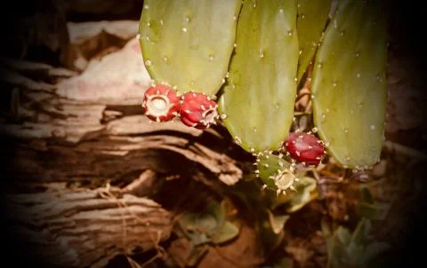 Fruit of the cactus on the tree in the garden. Stock Photos