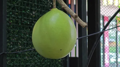 Fruit of calabash on tree (bottle gourd). Stock Footage 304583719