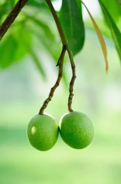 Fruit of a Calabash Tree Stock Photos
