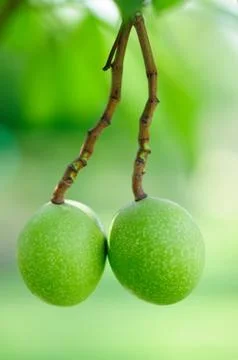 Fruit of a Calabash Tree Stock Photos