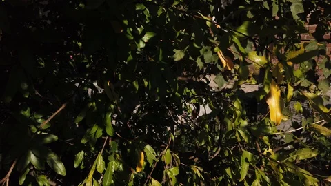 A fruit called "Pomegranate" grows on a tree - living. Southern fruit - 16. 스톡 동영상 117100283