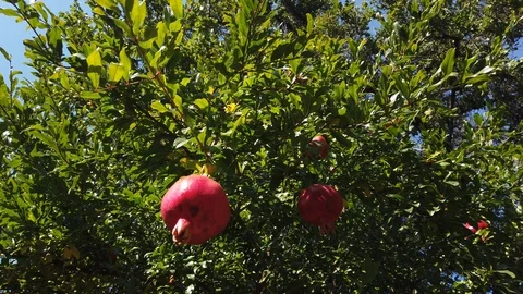 A fruit called "Pomegranate" grows on a tree - living. Southern fruit - 7. Video stock 117100522