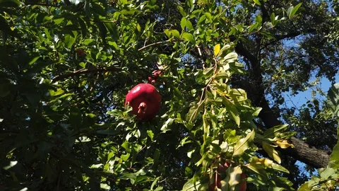A fruit called "Pomegranate" grows on a tree - living. Southern fruit - 6. Vídeos de archivo 117100525