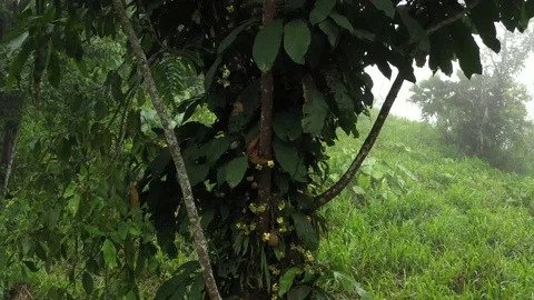 A fruit called python and slowly zooming out to reveal the whole tree from above Video stock 142747448