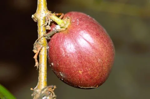 This fruit is called simalakama fruit Stock-Fotos
