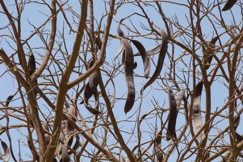 The fruit of the carob tree against the sky Stock Photos