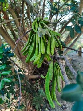 The fruit of the carob tree Stock Photos